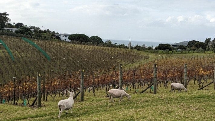 収穫を終えたぶどう畑には、除草のために羊が。のどかな光景にも癒される