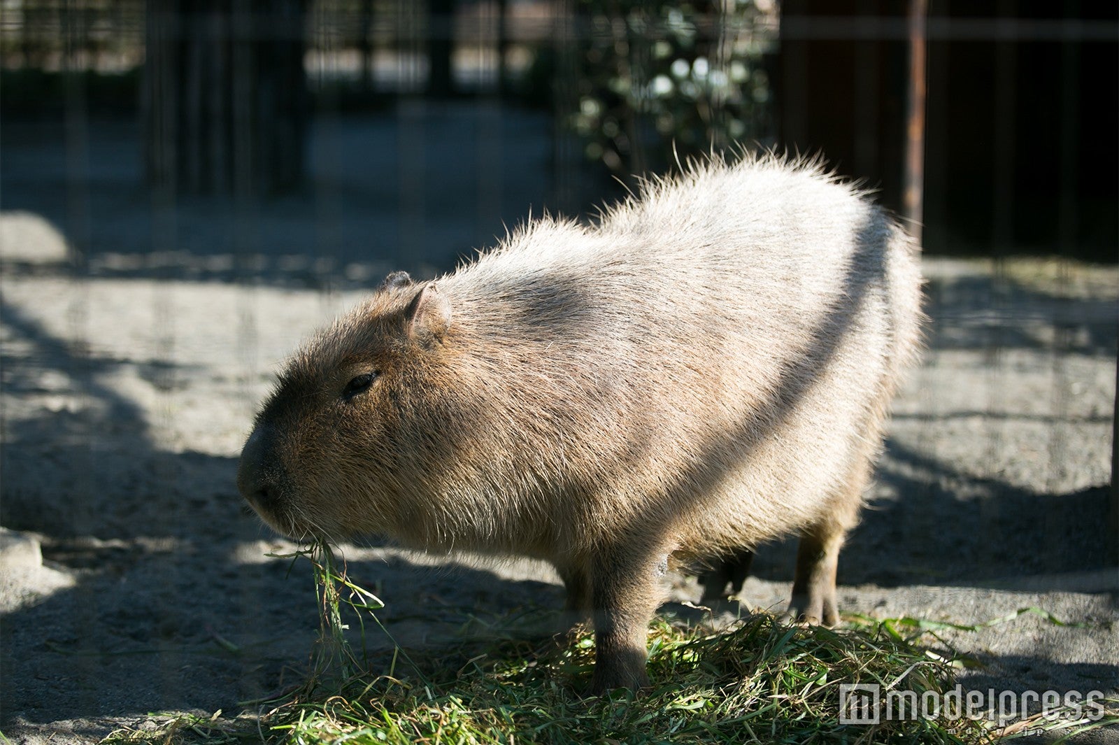 井の頭自然文化園（C）モデルプレス