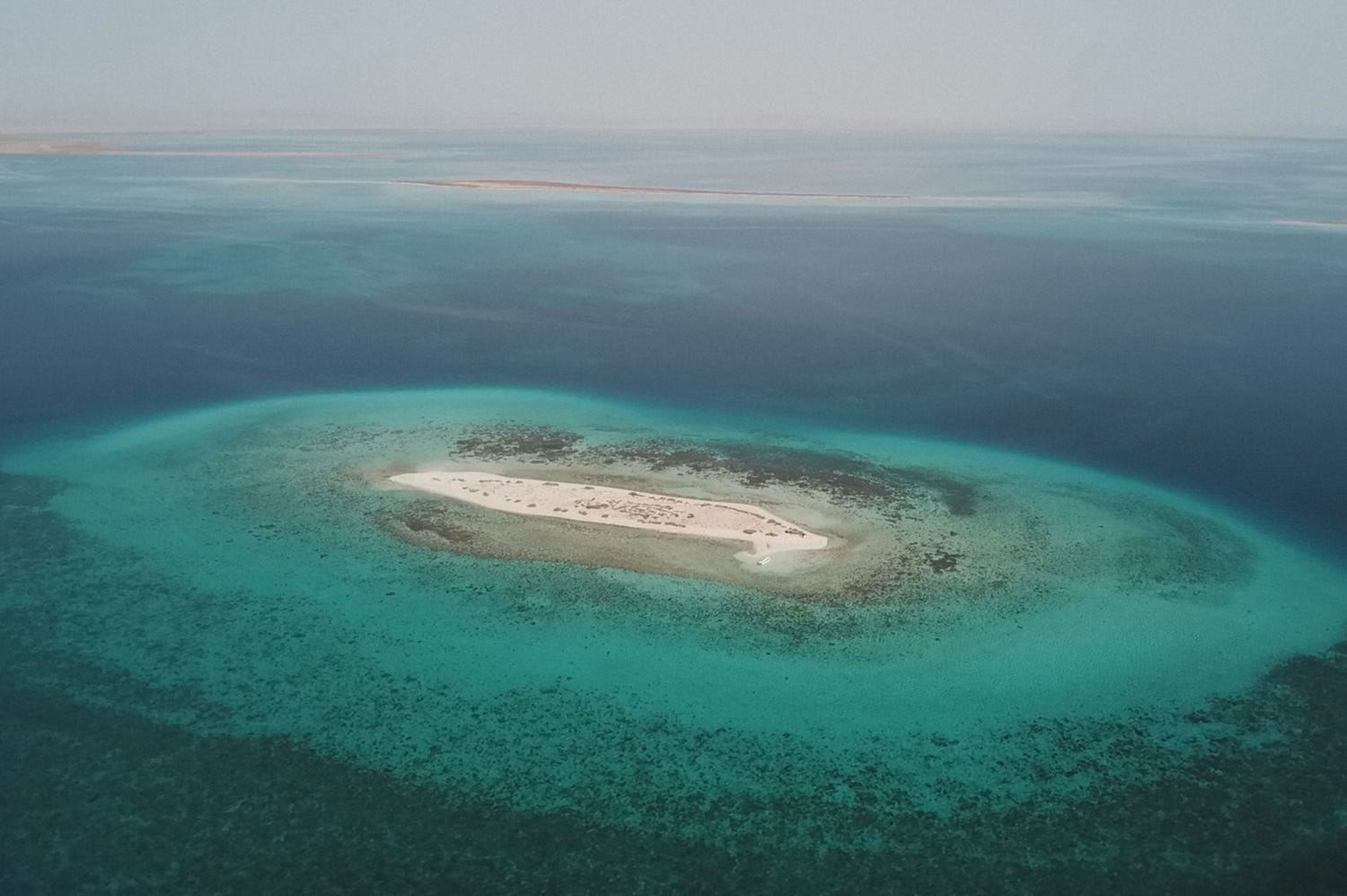 世界初撮影“砂漠の国”スーダンの美しきサンゴ礁&ジュゴンの楽園に迫る