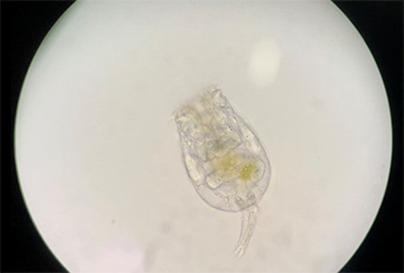 たまラボ えのすい 出張所 えのたまけんびきょう（提供画像）