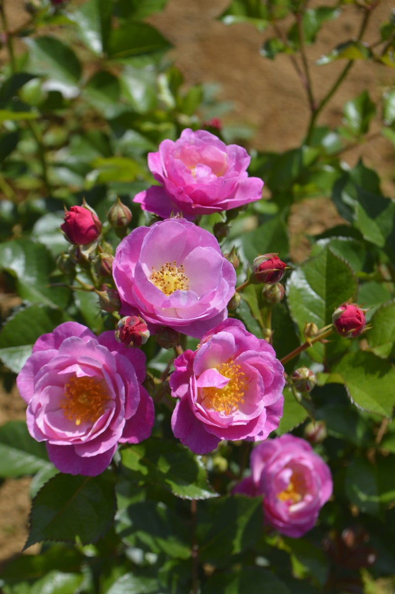 京成バラ園／画像提供：京成バラ園芸