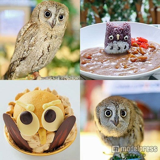 “フクロウ祭り”でまったり♡心も癒やされる