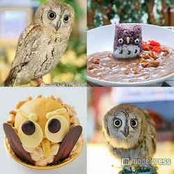 “フクロウ祭り”でまったり♡心も癒やされる/画像提供:ことりカフェ【モデルプレス】