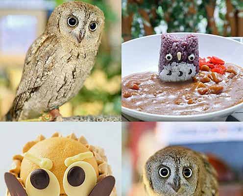 “フクロウ祭り”でまったり♡心も癒やされる