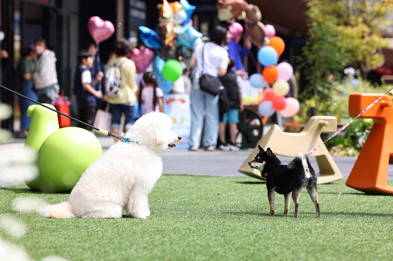 「初恋DOGs」第1話（C）TBS