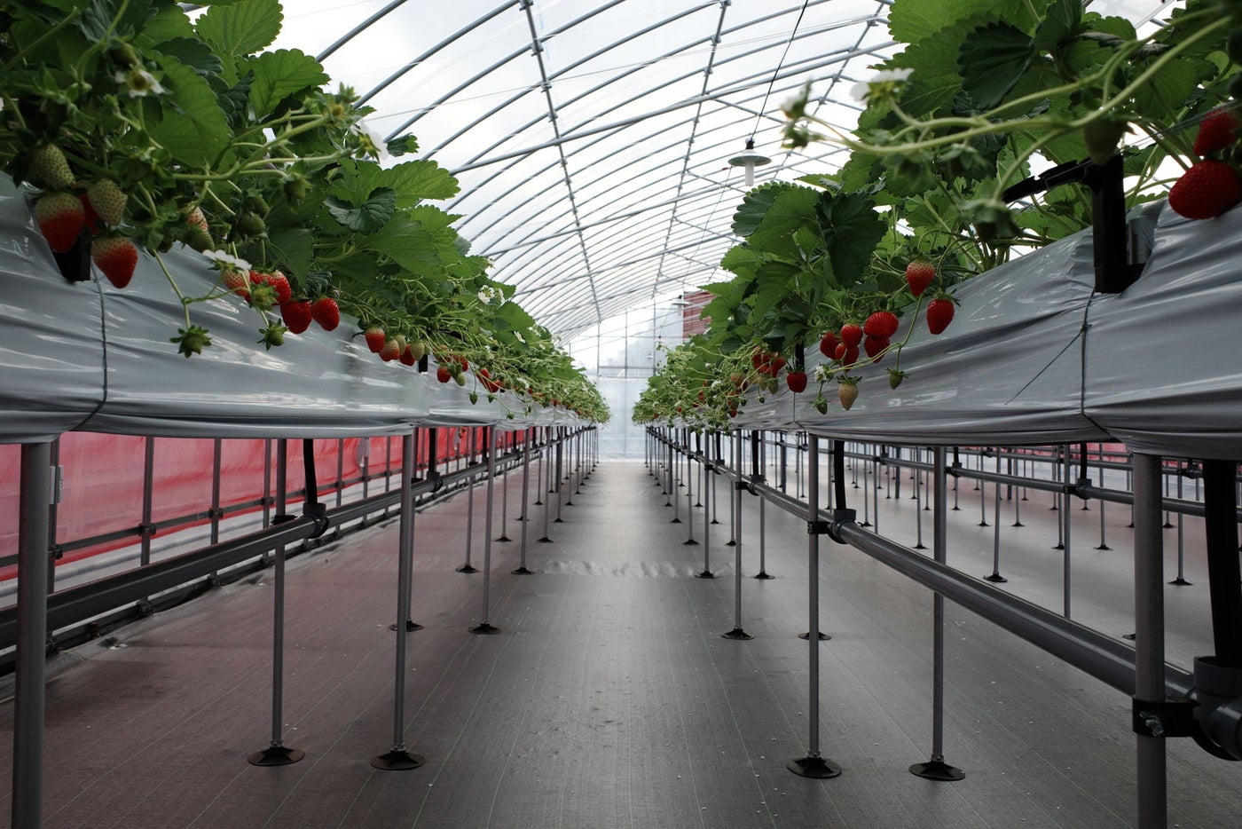 Teddy’s Strawberry Lab「いちごスイーツビュッフェ」／提供画像