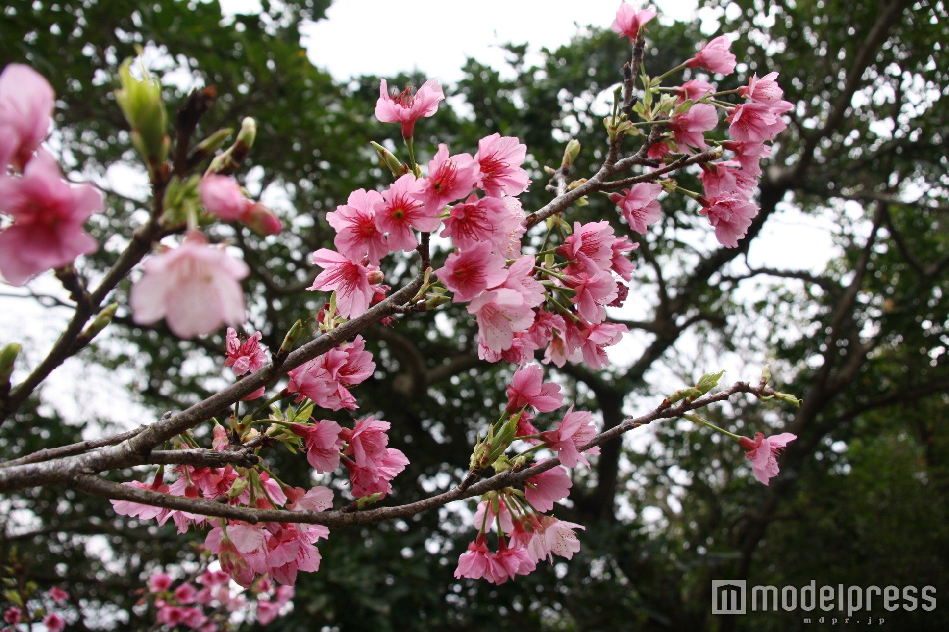 ／画像提供：八重瀬町 企画財政課