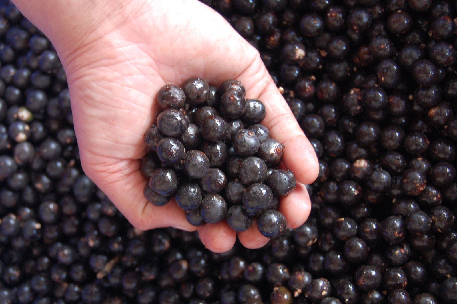 スーパーフードの筆頭格・アサイー／画像提供：フルッタフルッタ