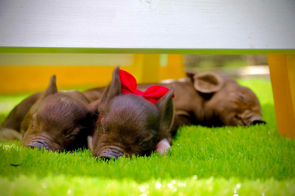 東京「ピグニックファームアンドカフェ」人懐っこいマイクロブタと触れ合える牧場&カフェ