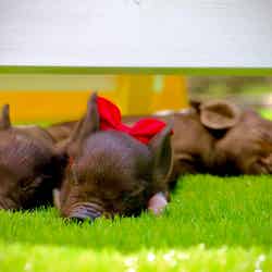 ピグニックファームアンドカフェ/画像提供:Littlepiggies