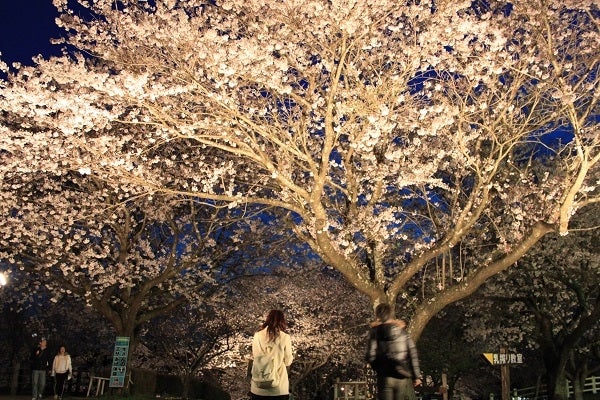 幻想的な夜桜／画像提供：成田ゆめ牧場