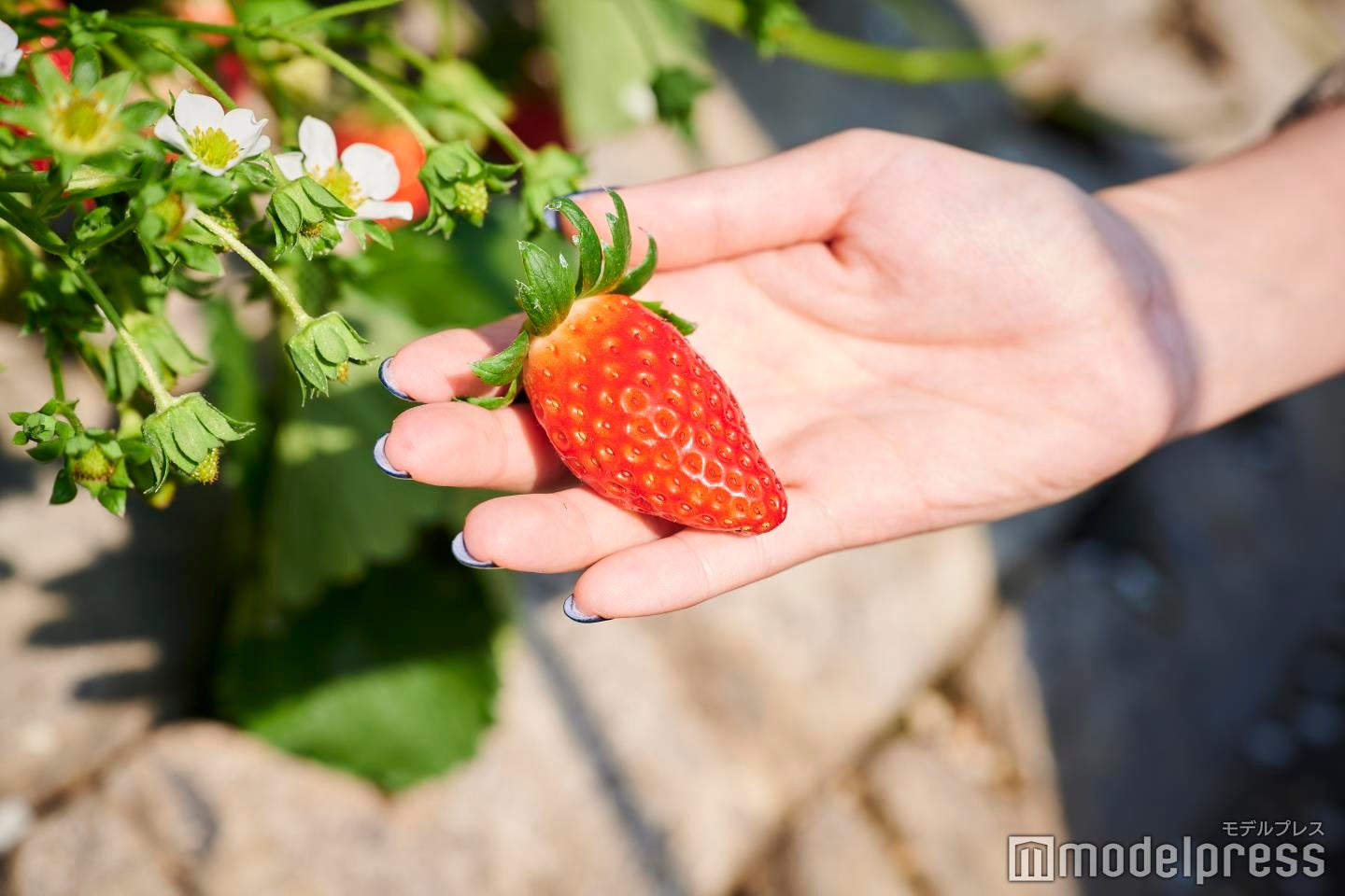 甘いいちごは、ヘタが反っているものを選ぶべし！（C）モデルプレス