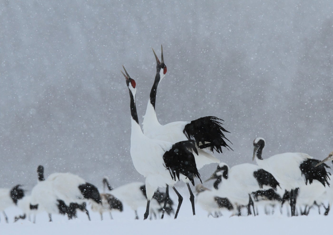 冬の北海道に飛来するタンチョウ／提供画像