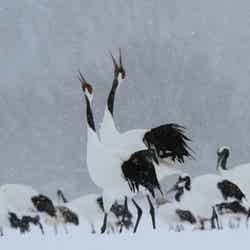 冬の北海道に飛来するタンチョウ/提供画像