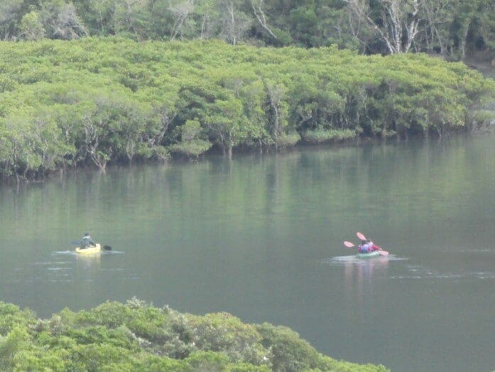 カヌーに乗ってマングローブ原生林を見る体験もできます（2021年10月撮影）