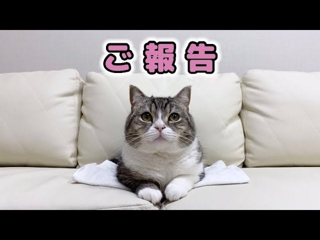 ギネス記録を持つ猫「もちまる」、2歳の誕生日に一軒家をプレゼント