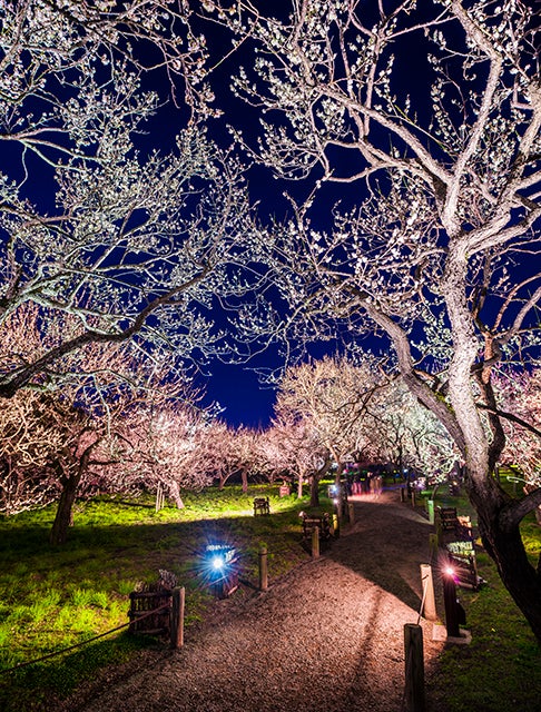 例年開催している夜梅祭の様子（イメージ）（C）茨城県