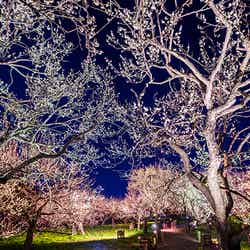 例年開催している夜梅祭の様子（イメージ）（C）茨城県