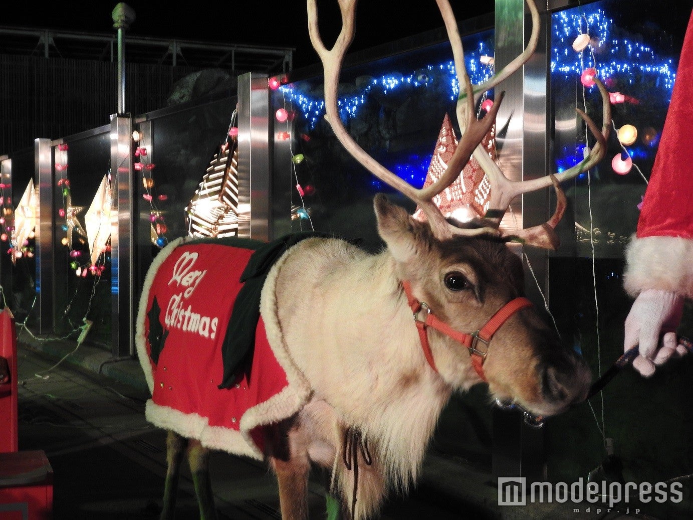 クリスマスシーズンに合わせた「トナカイイベント」／画像提供：東武動物公園