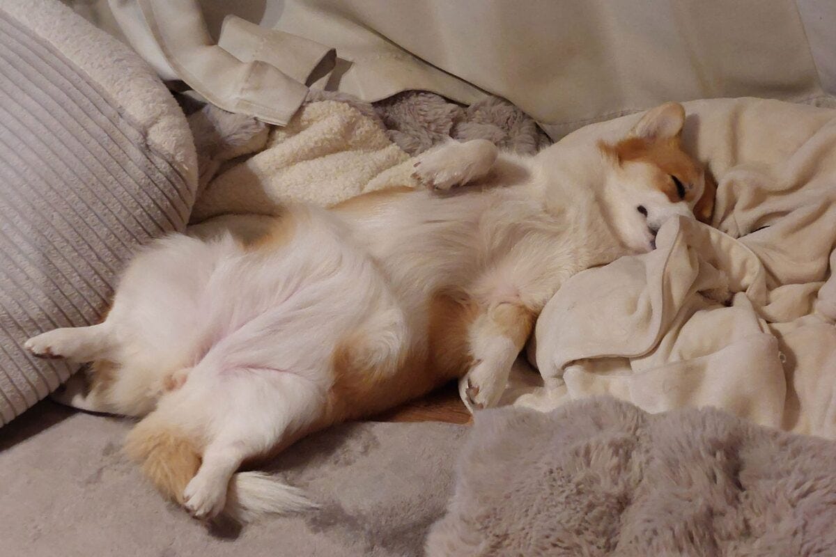 コーギーのちくわちゃんとつみれちゃん