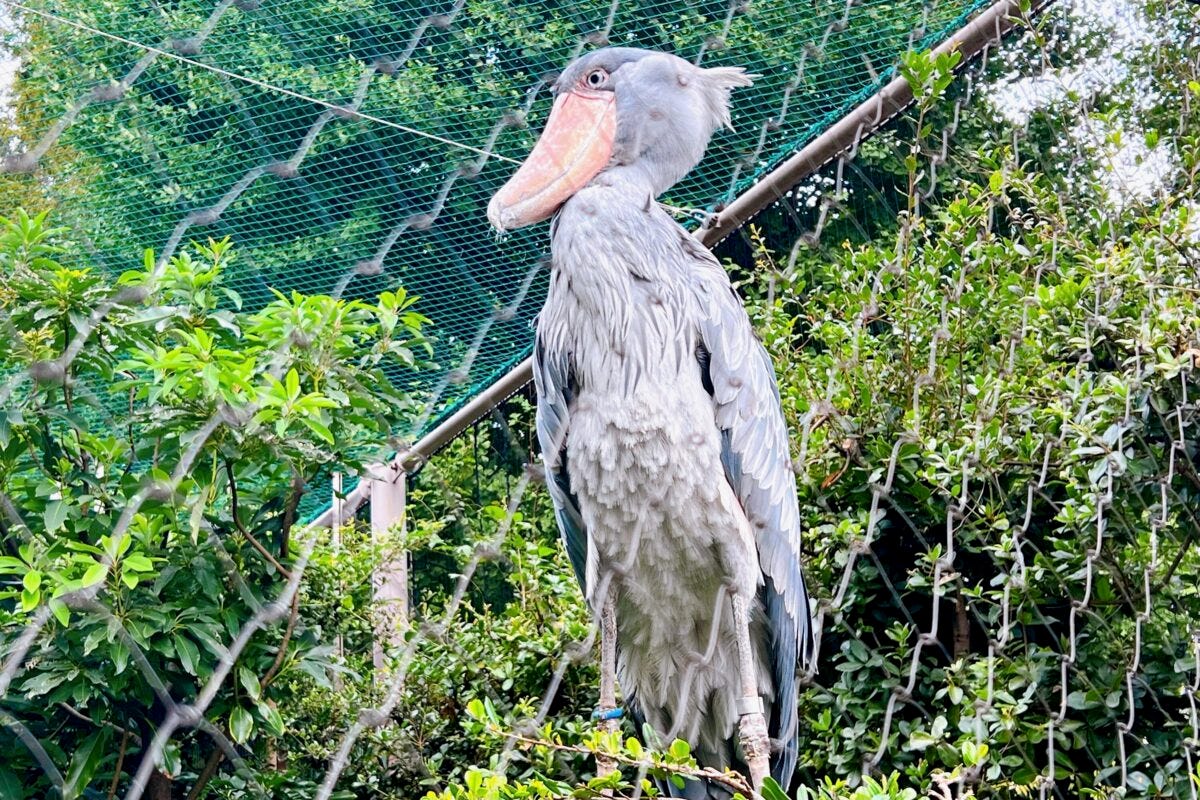 上野動物園　ハシビロコウ