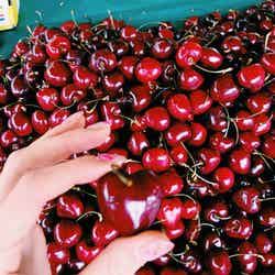 ハート型のチェリー/画像提供:所属事務所