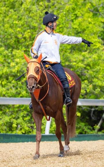 桜花賞馬スターアニスはルメールとの新コンビでスプリンターズSへ 主戦の松山はパンジャタワーに騎乗