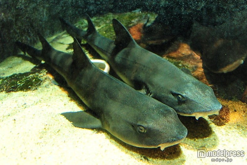 サメ／画像提供：京都水族館