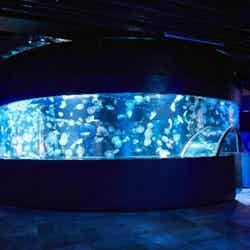 360度パノラマ水槽「GURURI」／画像提供：京都水族館
