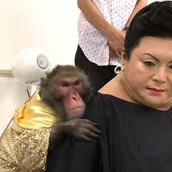 マツコロイド、猿回しに挑戦（C）日本テレビ
