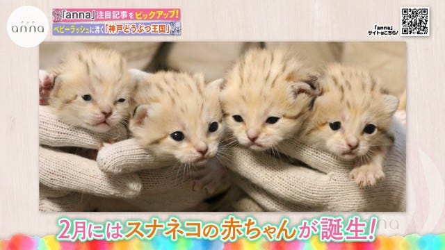 大人も子どもも癒される 人気動物園に ブッシュドッグ のかわいい赤ちゃんが誕生 女子旅プレス