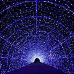 光のトンネル／画像提供：芝政観光開発株式会社