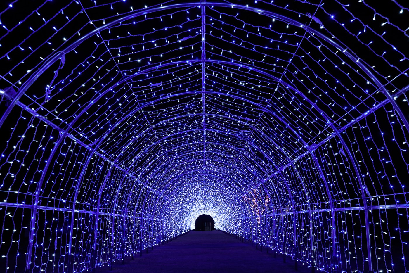 光のトンネル／画像提供：芝政観光開発株式会社