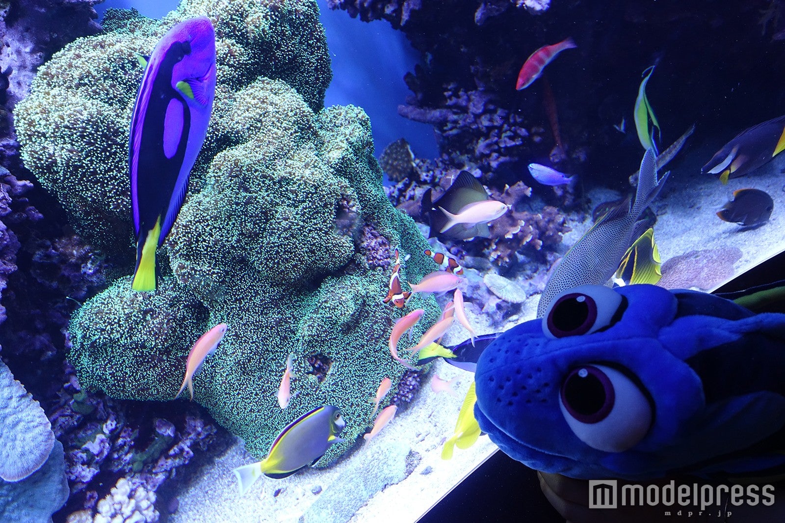 「モントレーベイ水族館」（C）モデルプレス