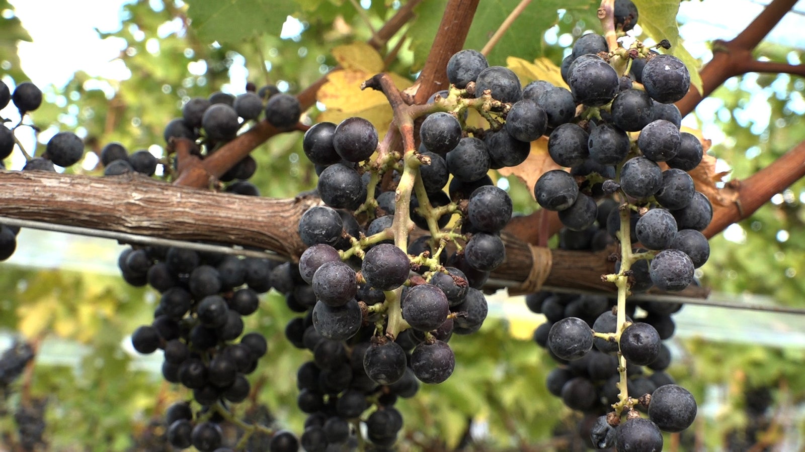 「セブンルール」27日放送回より（写真提供：関西テレビ）