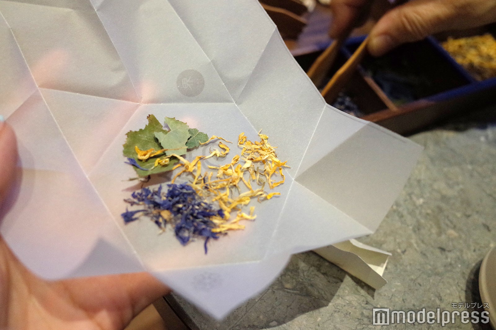 界 ポロト（C）モデルプレス