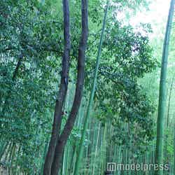 バンヤンツリー・東山 京都(C)モデルプレス