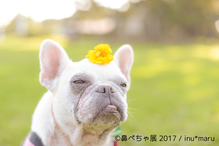 愛すべき 鼻ぺちゃ犬 の写真展 作品300点超を展示 チワワ パグ ぶさかわな魅力爆発 女子旅プレス