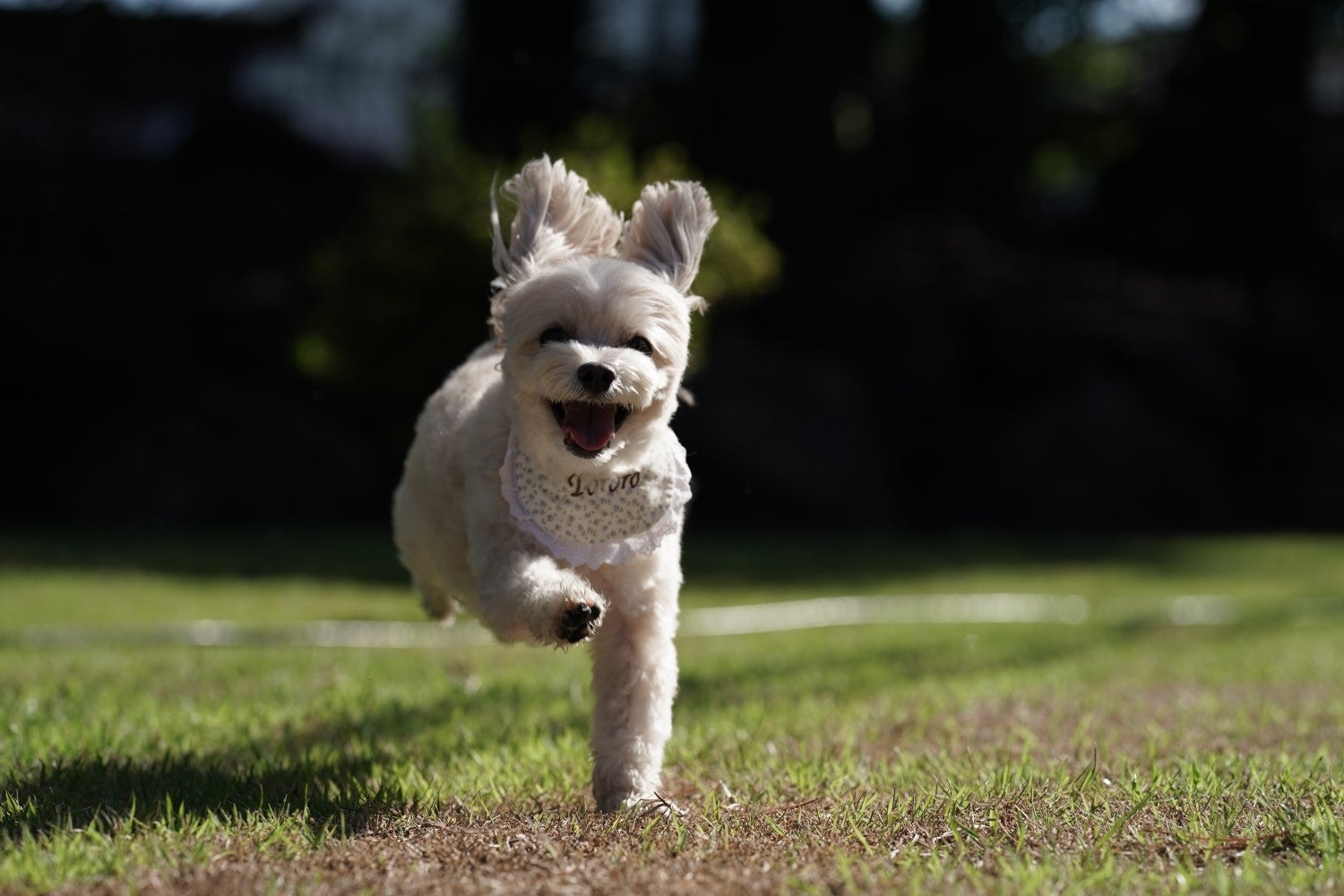 グランフォレスタヴィラ日光／提供画像