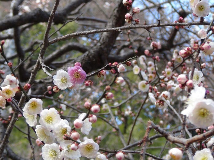 一つの枝に淡い紅、紅、白の花が咲き乱れる「思いのまま」。見ごろは例年3月上旬～中旬（画像提供：横浜市港北区地域振興課）