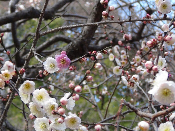 一つの枝に淡い紅、紅、白の花が咲き乱れる「思いのまま」。見ごろは例年3月上旬~中旬(画像提供:横浜市港北区地域振興課)