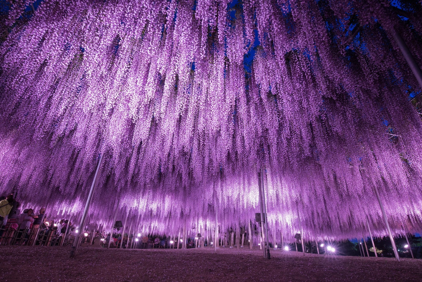 ふじのはな物語／画像提供：足利フラワーリゾート