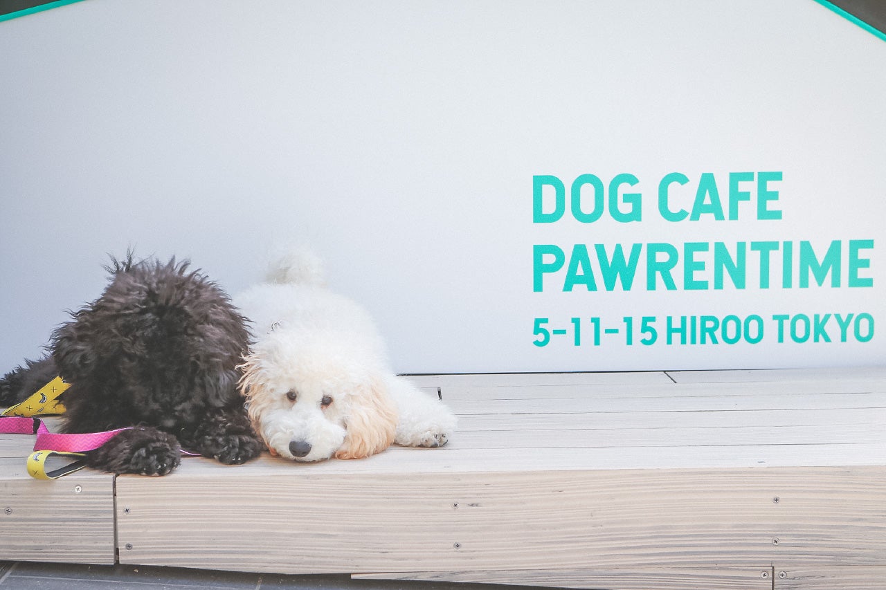 Dog Cafe Pawrentime（提供画像）