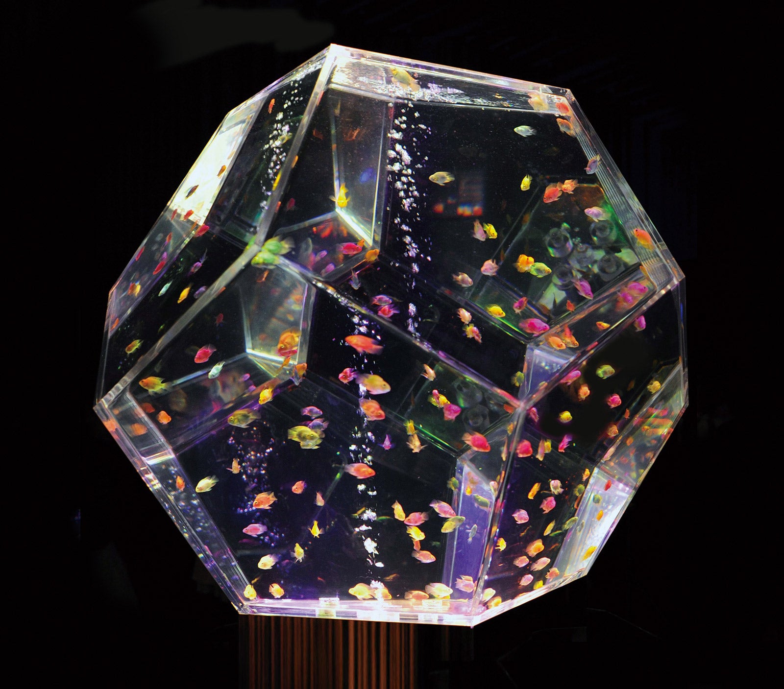 プリズリウム F.12／画像提供：アートアクアリウム博多実行委員会