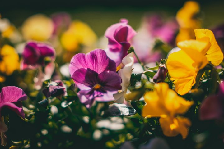 花言葉が平和を象徴する四季の花々 想いを込めたプレゼントにもなる花をご紹介 モデルプレス