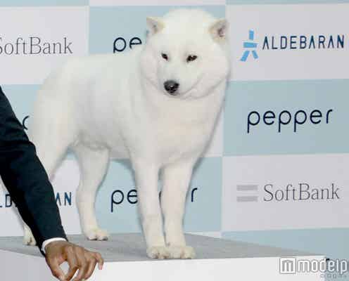 ソフトバンク、CMの裏に制作陣の「SMAP愛」