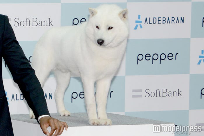 SMAP特別バージョンのCMに登場したお父さん犬 (C)モデルプレス