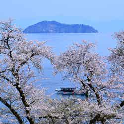 海津大崎・桜クルーズ/画像提供:公益社団法人びわこビジターズビューロー