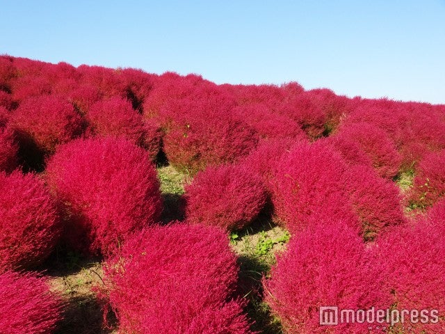 コキア（4万本）／画像提供：富士急行