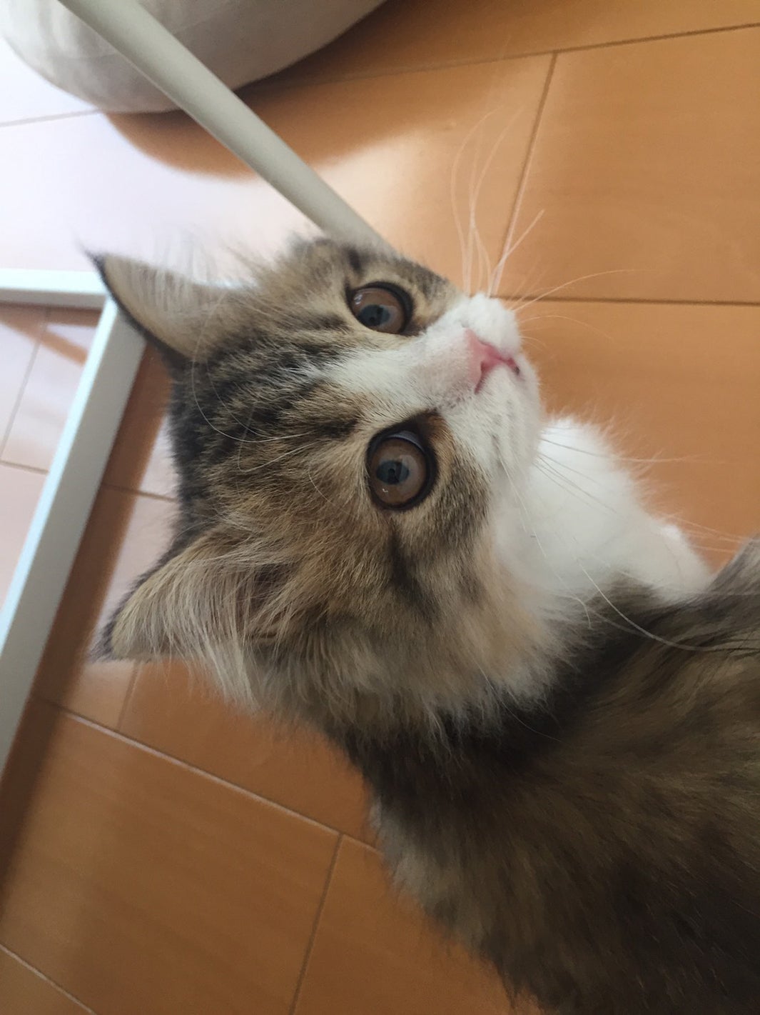 ぽんず／画像提供：所属事務所